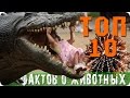 Топ 10 Самых необычных фактов о Животных