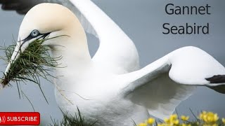 The Magnificent World Of Gannet Seabirds