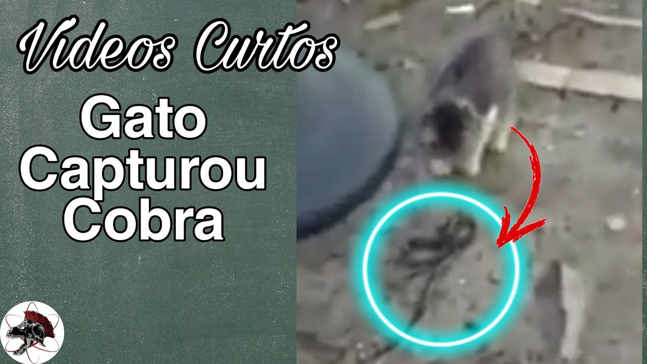 Gato Captura Cobra | Shorts | Biólogo Henrique