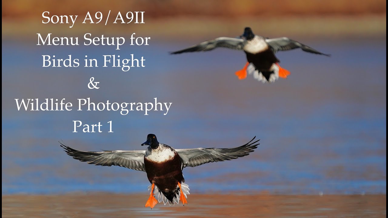Sony A9/A9II Menu Setup for Birds in Flight & Wildlife Photography
