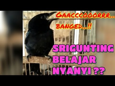 Burung srigunting hitam belajar nyanyi (gacor kicauannya) 
