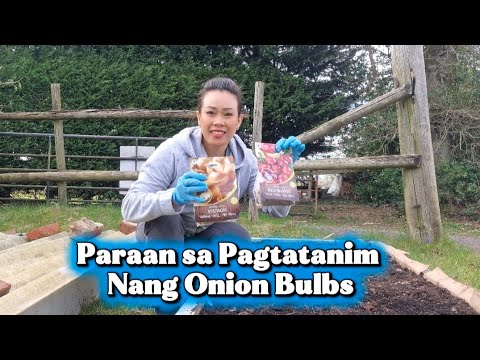 ITO ANG DAPAT ALAMIN BAGO MAGTANIM AT PARAAN SA PAGTATANIM NANG ONION BULBS