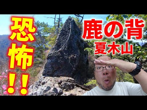 【夏木山】怖すぎた「鹿の背」はここだ！【アケボノツツジ満開】