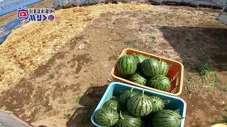 Japan's First Harvest of the Most Expensive Watermelons, So Expensive We Weren't Allowed to Taste...