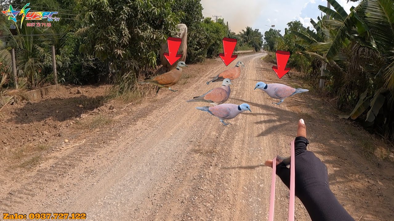 Slingshot M72 - Dạo Buổi Chiều Kiếm Dĩa Mồi Hùng Sinh Nhật Với Tụi Nhóc