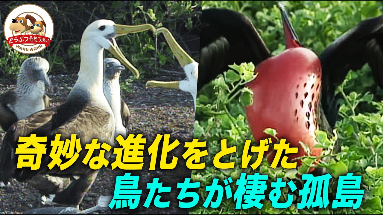 ド*ン様 ガラパゴス Full Version] Rare birds gather on the isolated Galapagos Islands