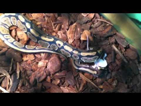 partynextdoor My bp diesel eating a hopper