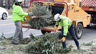 Recycle holiday trees during annual NYC Mulchfest