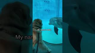 My dog meets a dolphin #goldenretriever