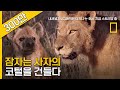 사자 무리에 겁없이 찾아온 단 한마리의 하이에나!