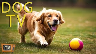 DOG TV: Best Entertainment Videos for Dogs Relieve Anxiety When Alone - Best Music for Dogs