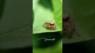 Fun With Spider Macro Photography