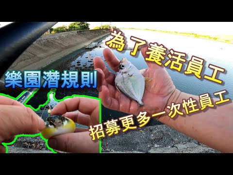 【阿坤的潛規則】為了養活難伺候的員工，來到出海河口用釣竿無差別招募新員工，感謝一次性員工的偉大付出，我們懷念牠們