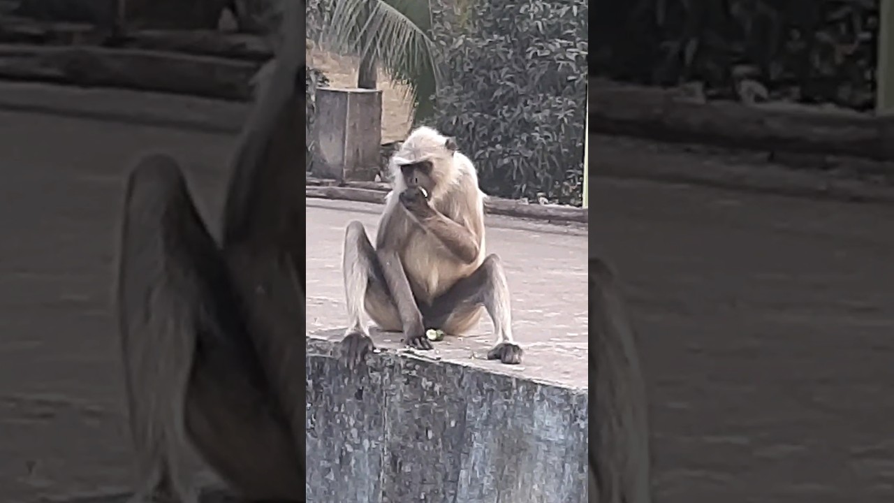 Monkey 🐒 Loves ❤️ Guava 