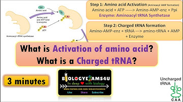Amino Acid Activation and charging of tRNA by Aminoacyl-tRNA Synthetases in Protein Synthesis