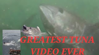 GIANT VIRAL TUNA!! #giantfish