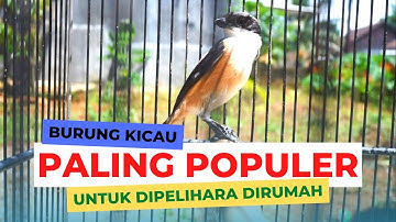 5 Burung Kicau Paling Populer di Indonesia