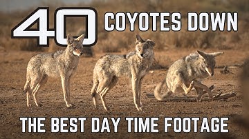 Suppressed Coyote Hunting | 40 Raw and unedited hunts