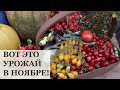 Неожиданно, но очень приятно! / Последний урожай в теплице в этом году