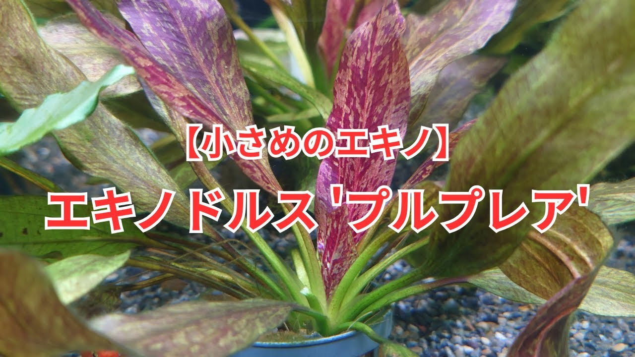 Introducing Echinodorus 'Purpurea', which is easy to use because