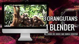 El terrible vídeo que nunca existió | 3 Orangutans 1 Blender