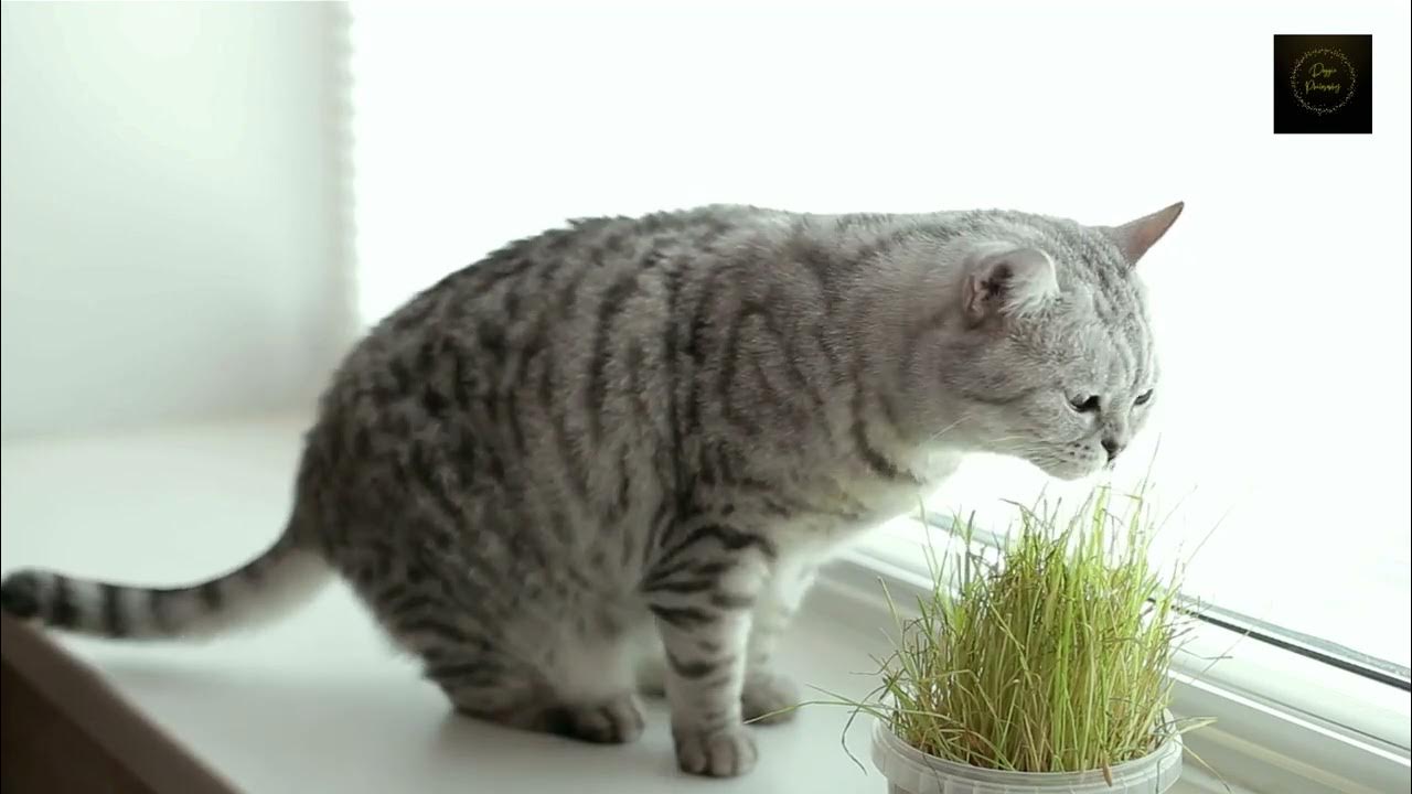 Clever cat eating plant YouTube