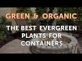The Best Evergreen Plants for Containers