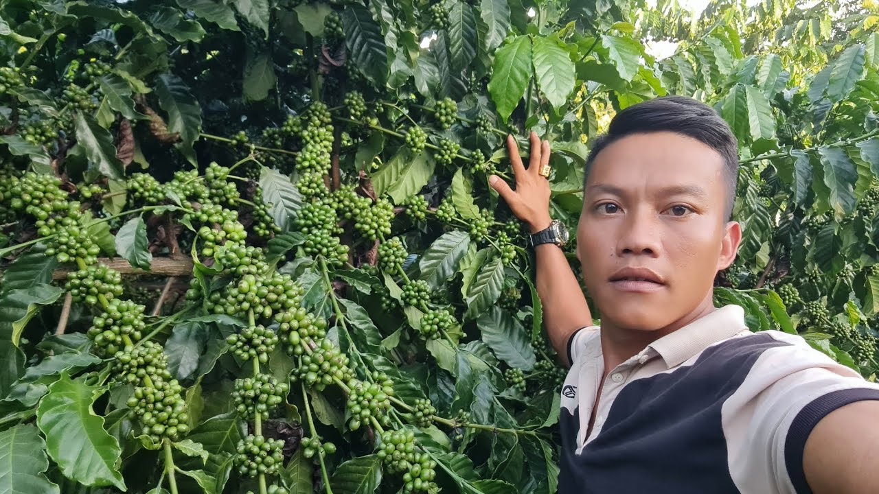 VƯỜN ĐẸP 1.8 HA CÀ PHÊ SEN HỒ TIÊU AO CÁ TO ĐẤT BẰNG ĐẸP BÁM 240 MÉT ĐƯỜNG LH SĐT 0979.653.223