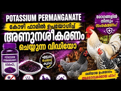 കോഴി വളർത്തൽ,potassium permanganate ഉപയോഗിച്ച് അണുനശികരണം #poultry #pets #farming