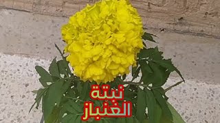 كيفية نقل نبتة الغنبازاو ماري غولد،القطيفة المخمليةوكيفية العناية بها,tagetes