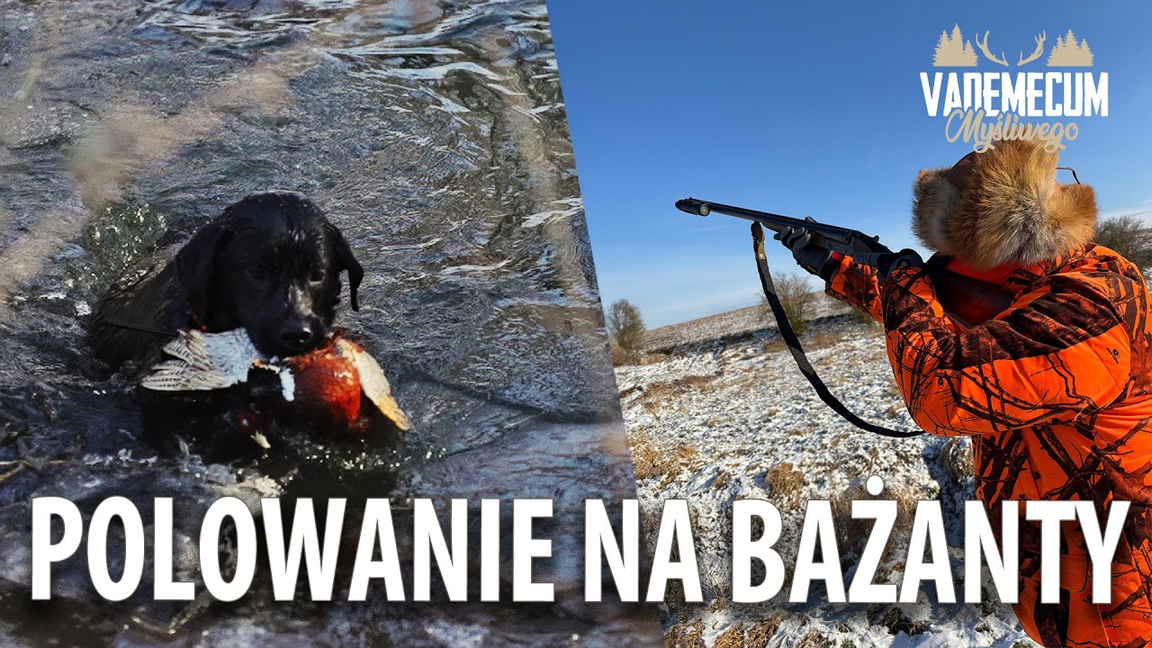 Polowanie na bażanty
