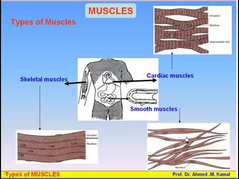 08 Muscles 1 Types of Muscles Anatomy Intro Dr Ahmed Kamal - YouTube