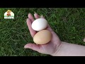 Как увеличить яйценоскость кур. Чем кормить несушек