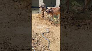 The Snake Is Passing By Animal
