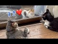ひとりぼっちで生きてきた小さな三毛猫と家猫へと導いてくれた小さなボス猫