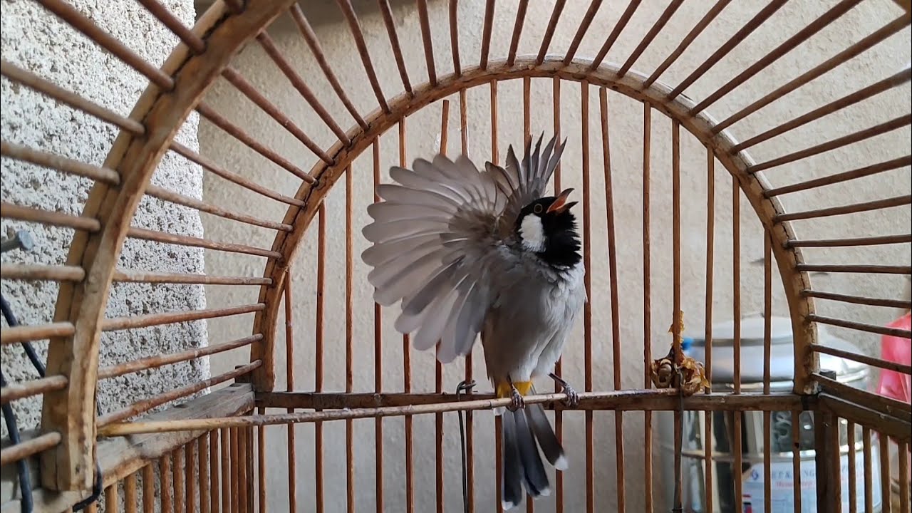 برواز وطك جنح وتغريد دون توقف بلبل مندلاوي لتعليم الافراخ