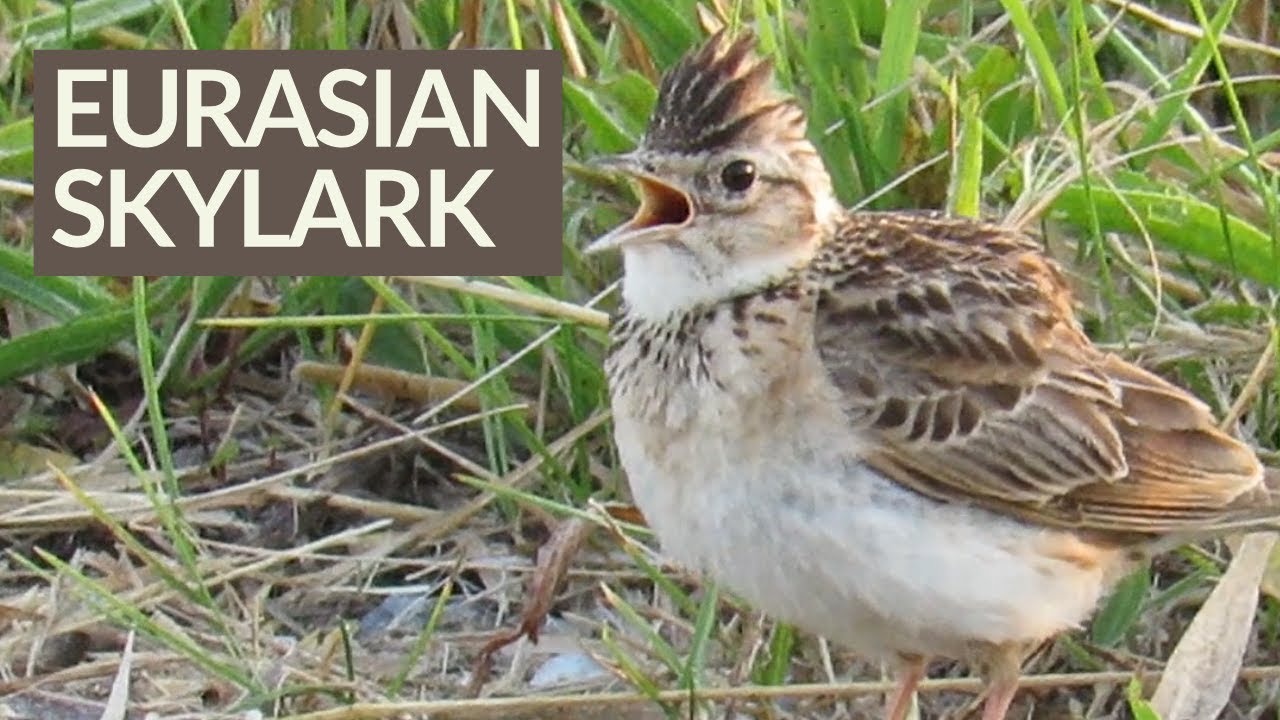 Skylark Singing to the Sky 🌞空に向かって囀るヒバリ - YouTube