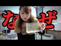 これから増やそうと思っていた高価なメダカに異変発見…どうすりゃいいの|アクアリウム|飼育|生き物