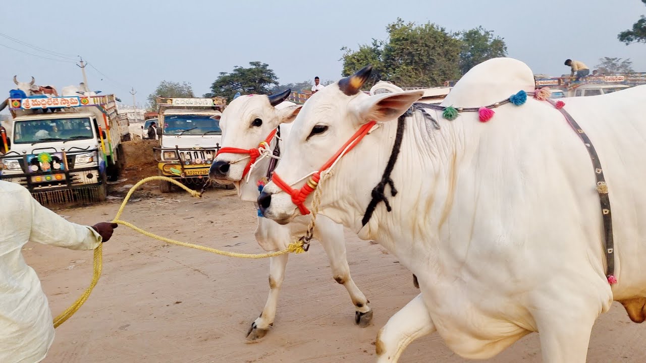 మంచి పెద్ద సైజు సేద్యపు ఎద్దులను పోటీపడి అడుగుతున్న రైతులు-పెబ్బేరు శనివారం ఎద్దుల సంత-bull market