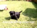 Mini affenpinscher puppies for sale の動画、YouTube動画。
