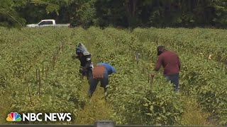 Calls for change follow Florida farmworker's suspected heat death
