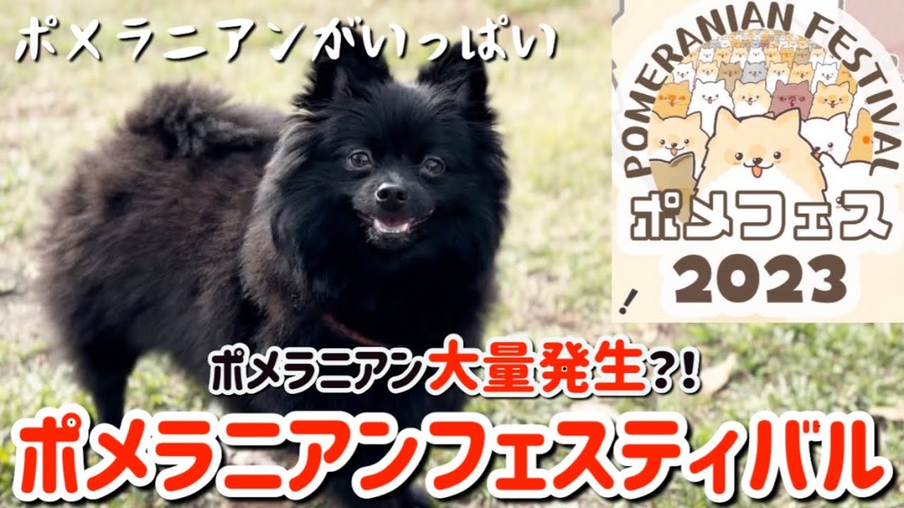 陰キャの小熊と行く！ポメラニアンフェスティバル