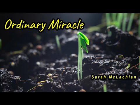 Ordinary Miracle
