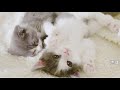【さばちゃん20】興味津々な子猫たちの様子です