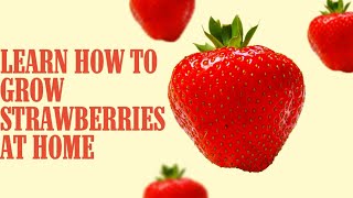 Learn How to Grow Strawberries at Home