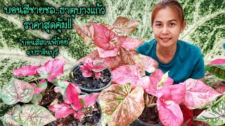บอนสีชายชล..ธาตุบางแก้ว..บอนโบราณ..ลูกไม้ ราคาสุดคุ้ม!! 