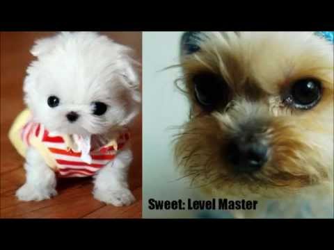 Funny Cats, Dogs and other animals 4