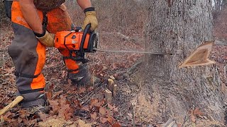 How to Safely Cut Down a Big Tree  Traditional Cut VS Bore Cut