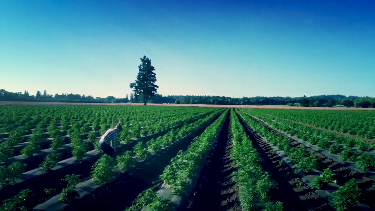 Oregon CBD 2018 R&D Field