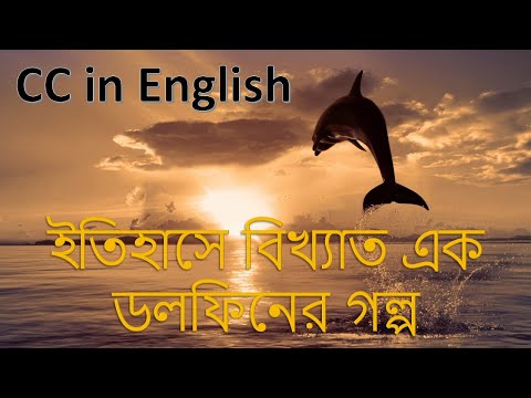 ভিডিও: একটি ডলফিনের সাথে কীভাবে যোগাযোগ করবেন